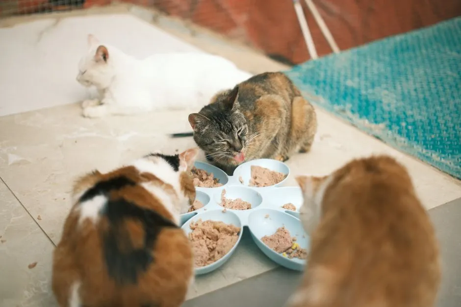 #3 - Turning Their Nose Up At Even Their Favorite Food (Image Credits: Pexels)