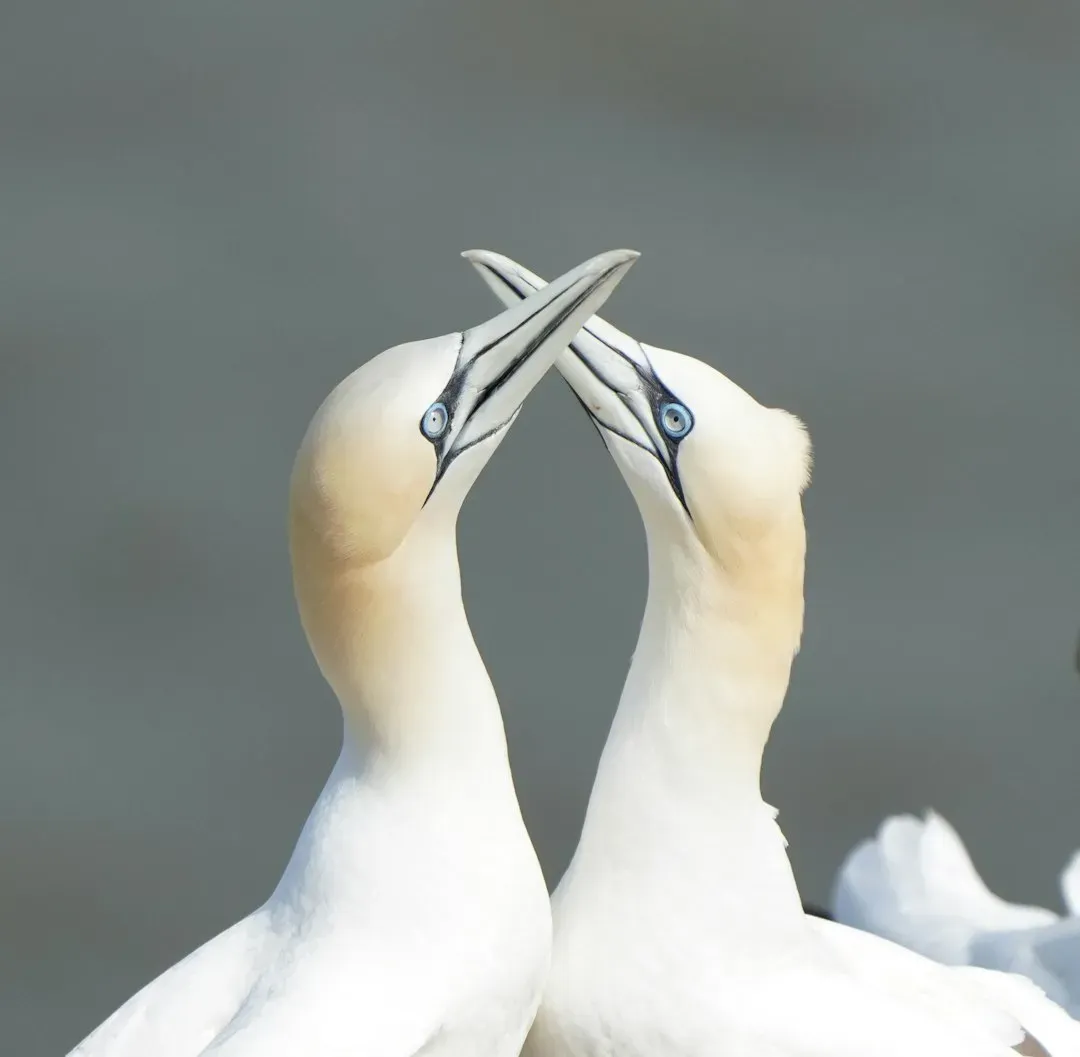 Swans and Albatrosses: Avian Soulmates (Image Credits: Unsplash)