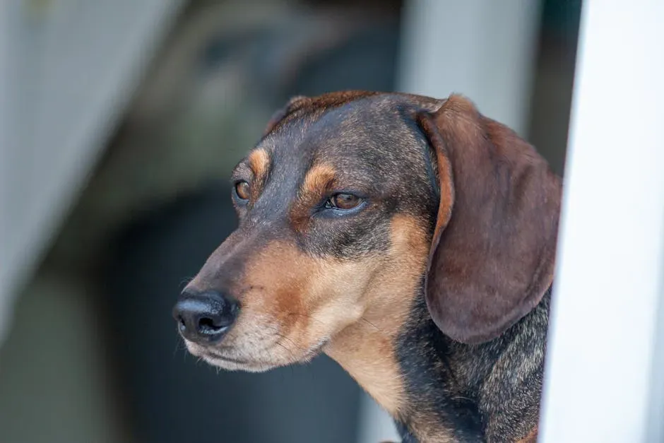 #9: The Dachshund (Image Credits: Pexels)