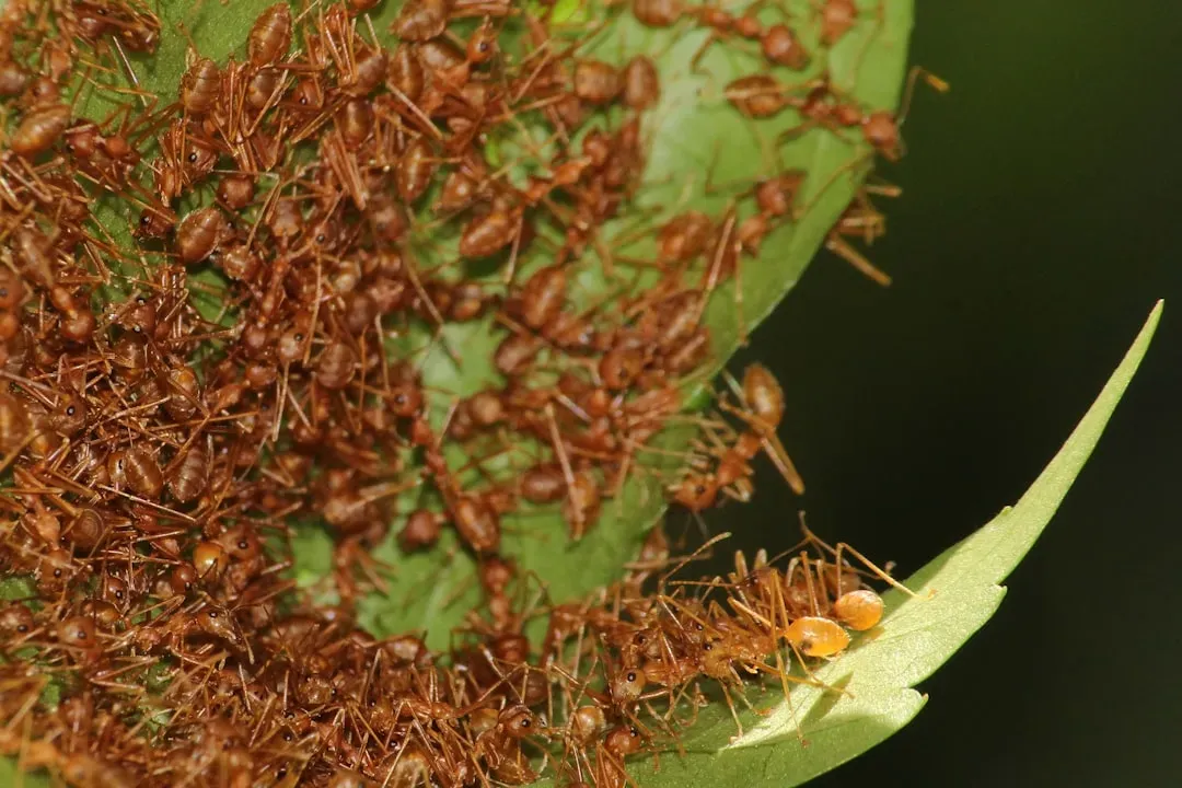 8. Leafcutter Ants: Underground Cities With Farms Included (Image Credits: Unsplash)