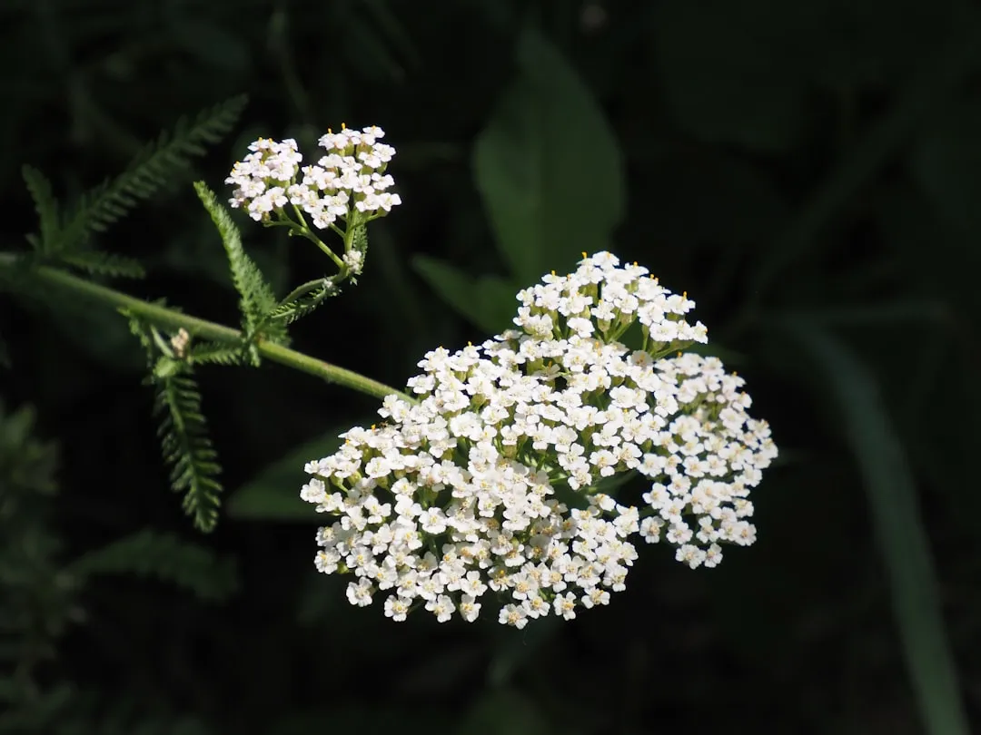 6. Yarrow: The Flower That Dries Instead of Dying (Image Credits: Unsplash)