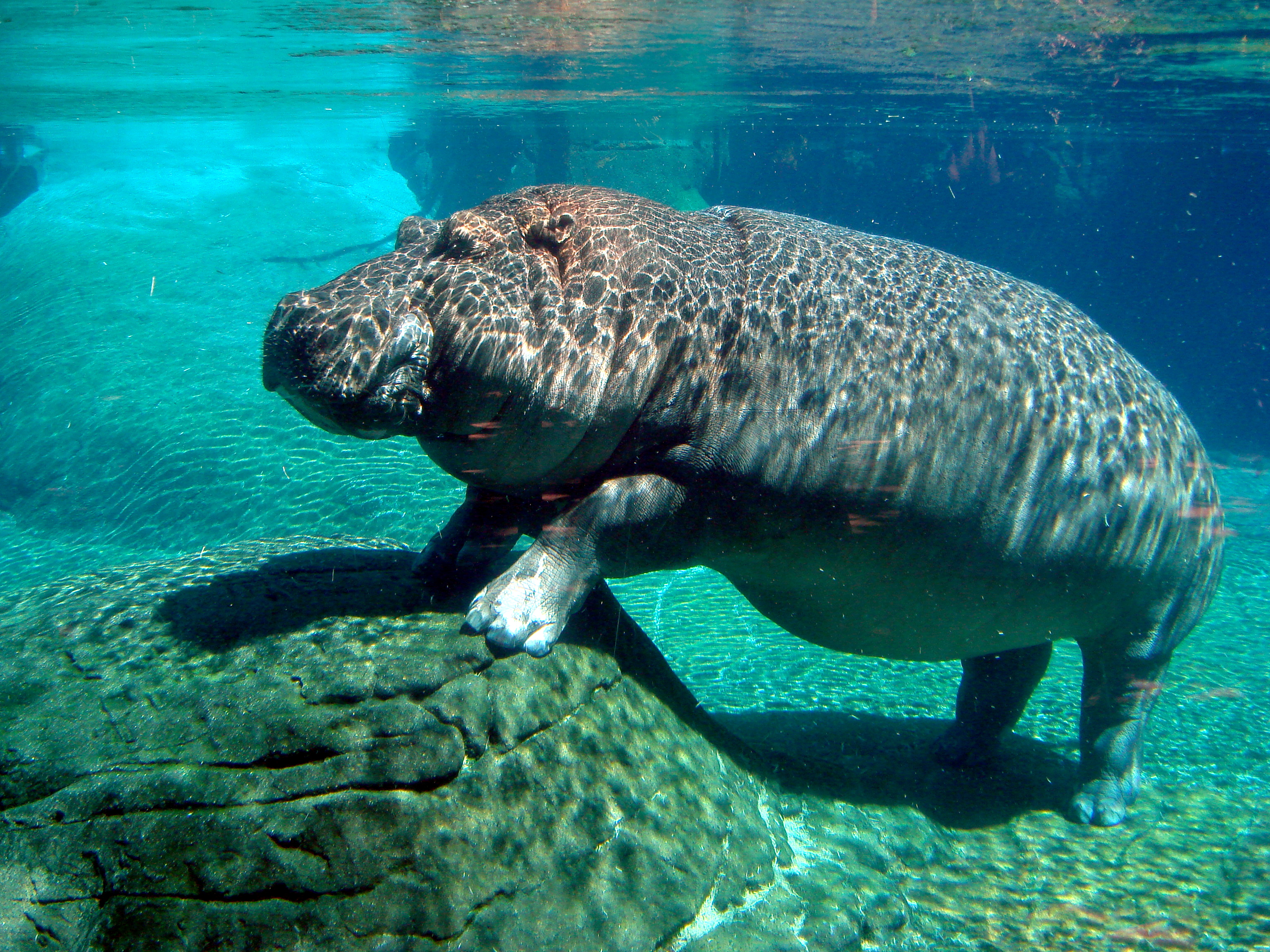 Why Hippos Don't React Like Other Animals (Image Credits: Wikimedia)