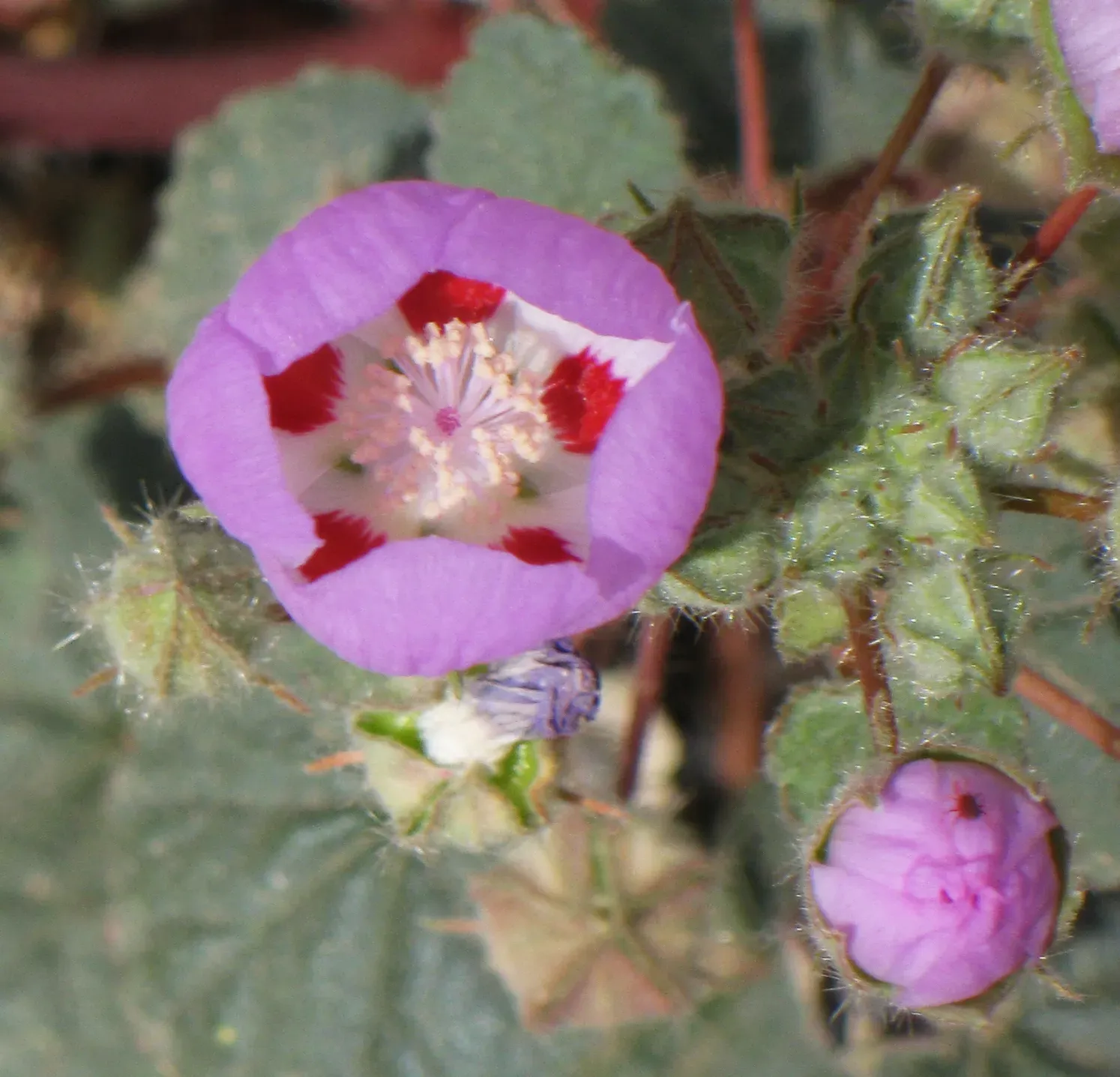 The Desert Five Spot (By Dcrjsr, CC BY 4.0)