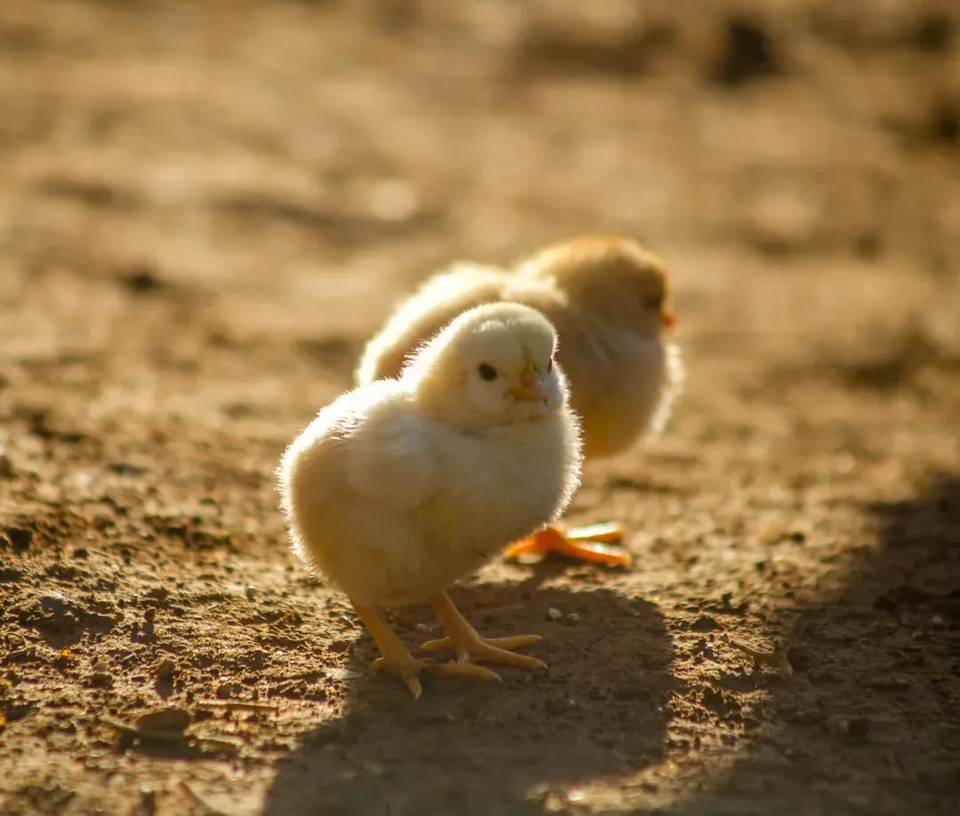 #5: Chicks Are Born Blind, Featherless, and Completely Helpless (Image Credits: Unsplash)