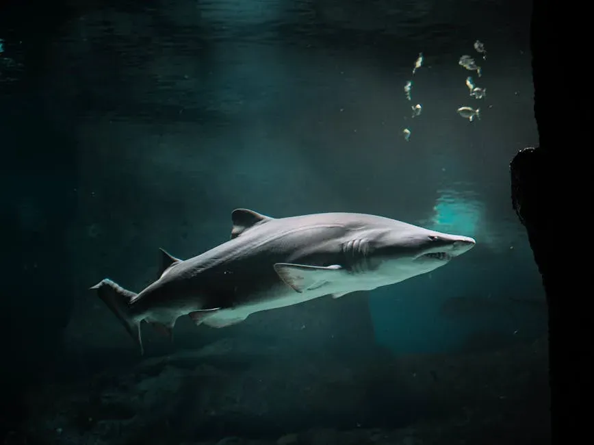 Texas: The Gulf's Underrated Shark Hotspot (Image Credits: Pexels)