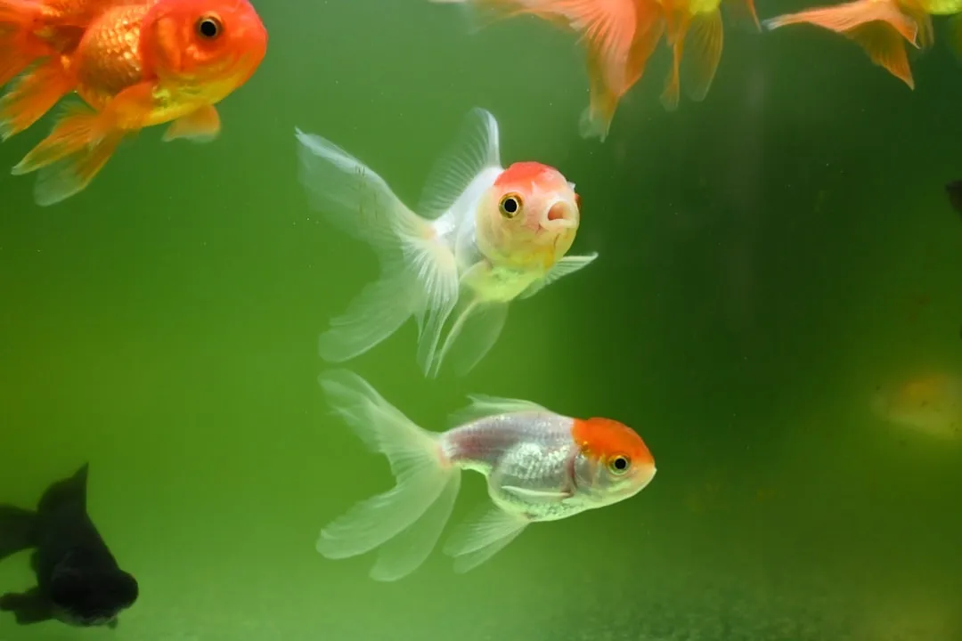 #18 - Goldfish: Cute, Trainable... and Not Emotionally Attached (Image Credits: Unsplash)