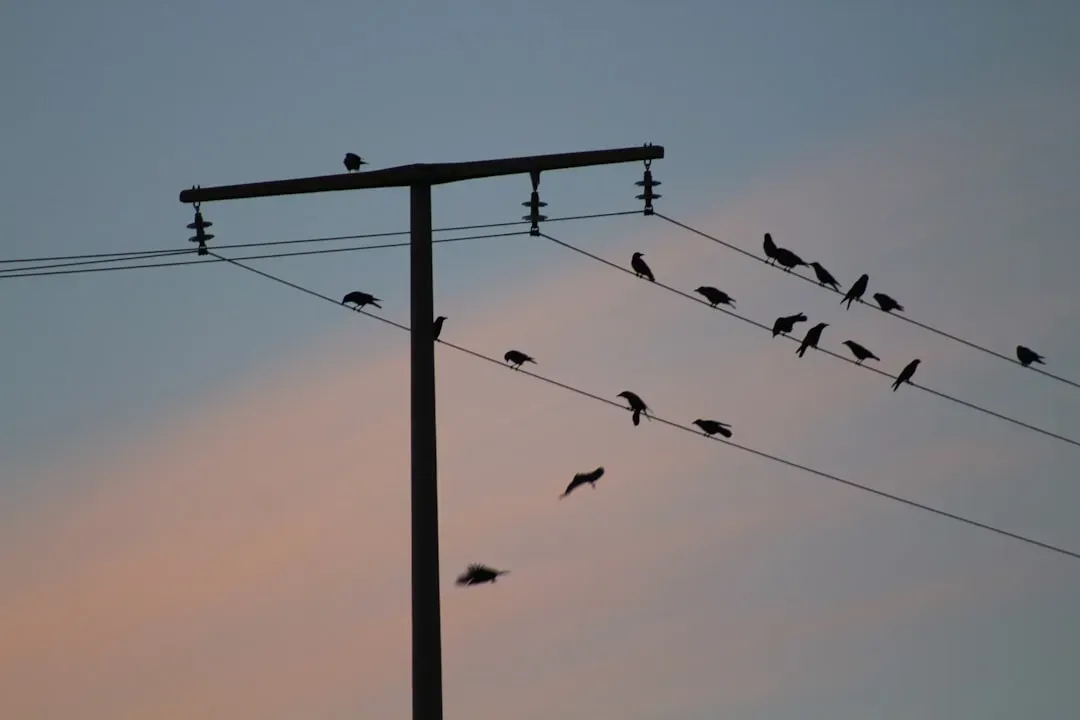 The Rebound Effect: Why Silence Makes the Song Stronger (Image Credits: Unsplash)