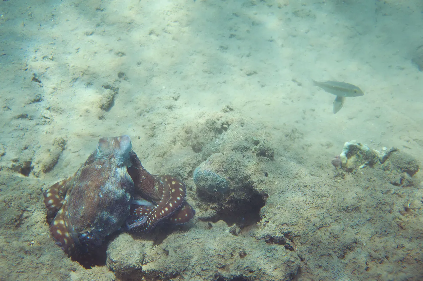 3. Cephalopods' Color-Shifting Displays (Image Credits: Wikimedia)