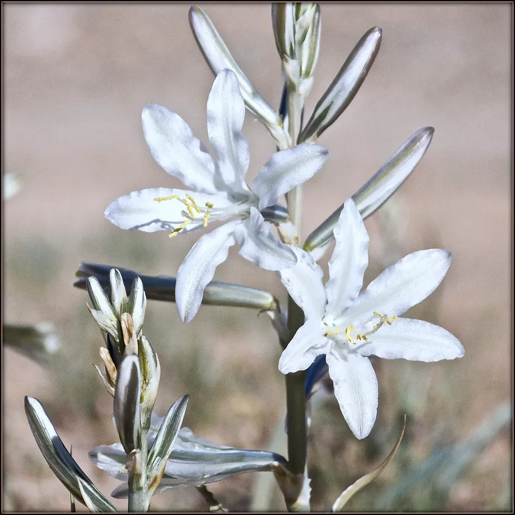 The Desert Lily (REM ~ Photo Off - On, Flickr, CC BY 2.0)