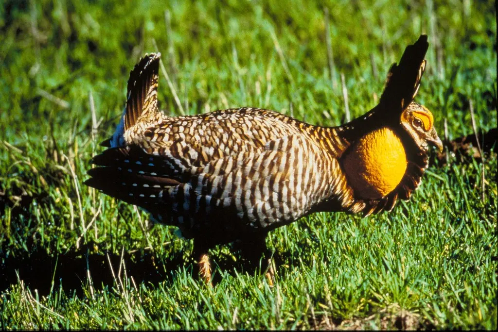 It May Be the Most Endangered Bird in All of North America (USFWS Headquarters, Flickr, CC BY 2.0)