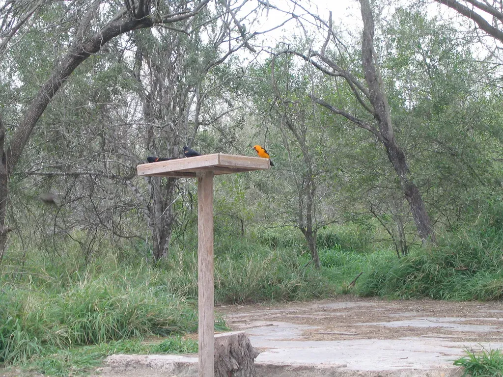 Bentsen-Rio Grande Valley State Park (By Jean-Pierre Louis from Austin, CC BY 2.0)