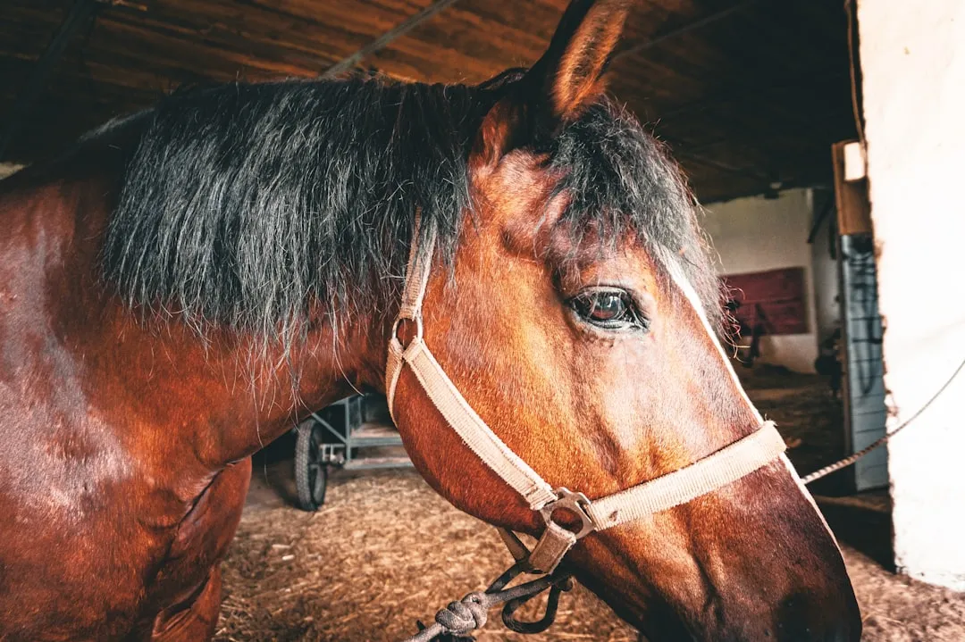 13. Aggression Around Food or in the Stall (Not Happy) (Image Credits: Unsplash)