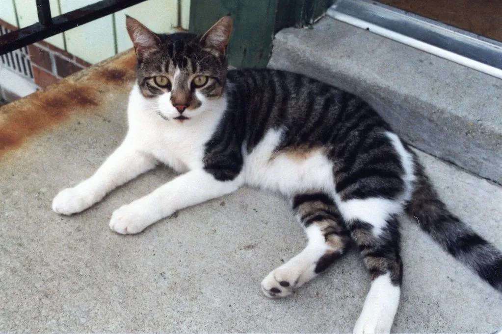 Simple Ways to Play With Your Cat’s Audio Superpowers (Tobyotter, Flickr, CC BY 2.0)