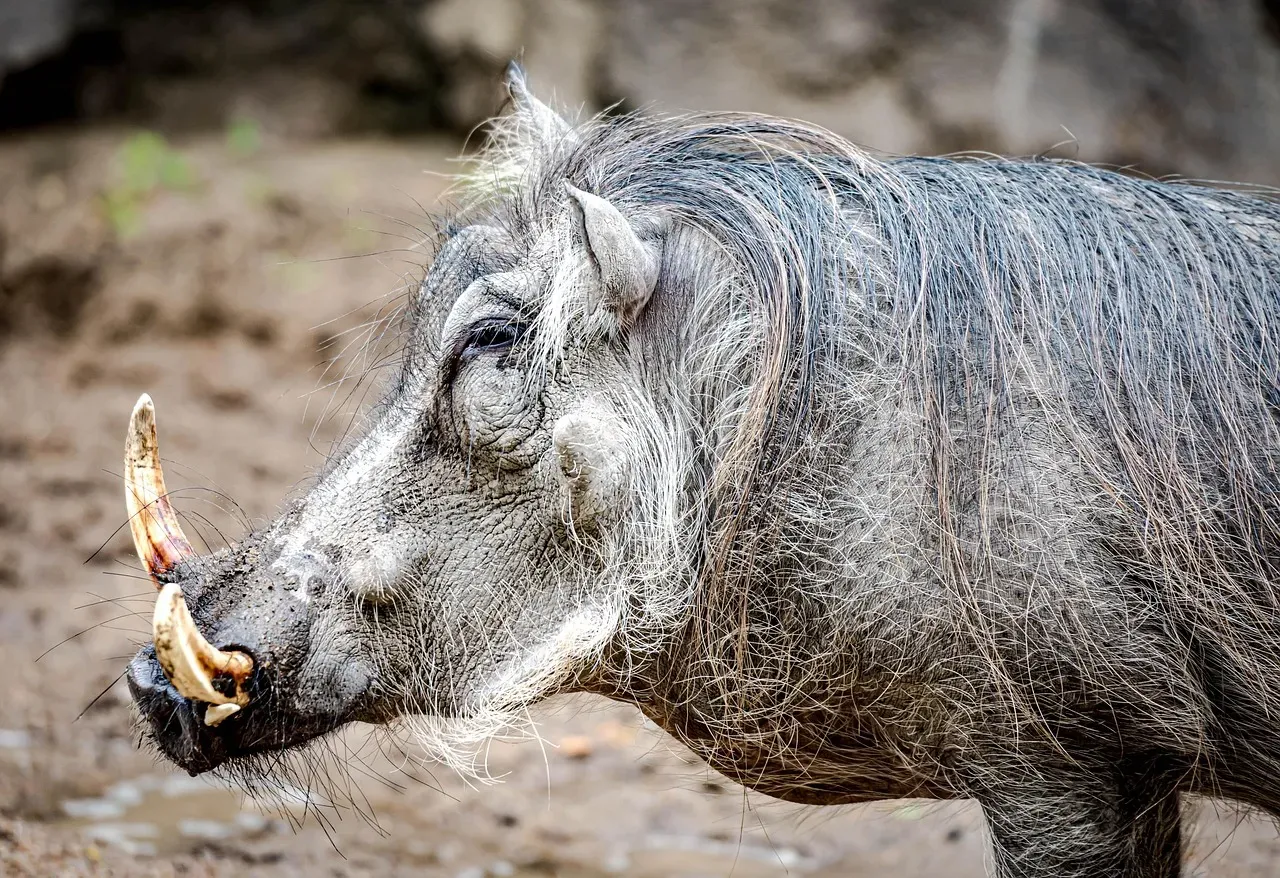 They Carry Dangerous Diseases (Image Credits: Pixabay)