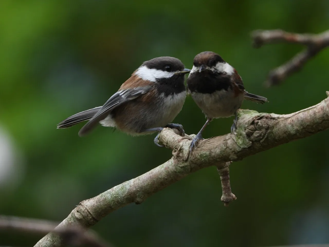 Conclusion: Tiny Birds, Big Opinions About Danger (Image Credits: Pixabay)