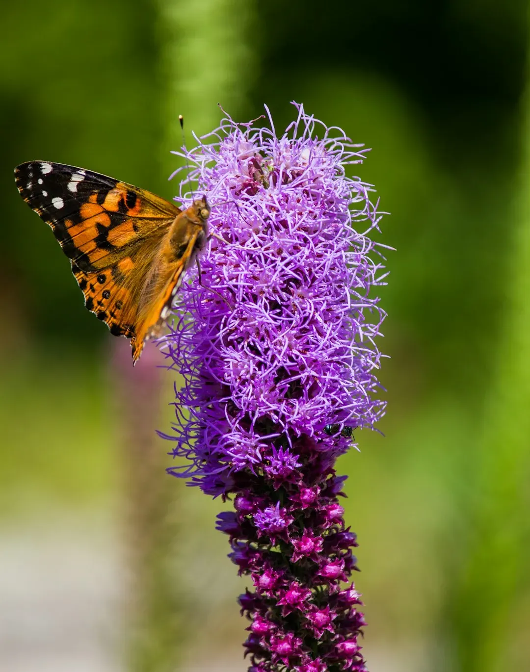 Blazing Star: The Prairie's Purple Feather (Image Credits: Unsplash)