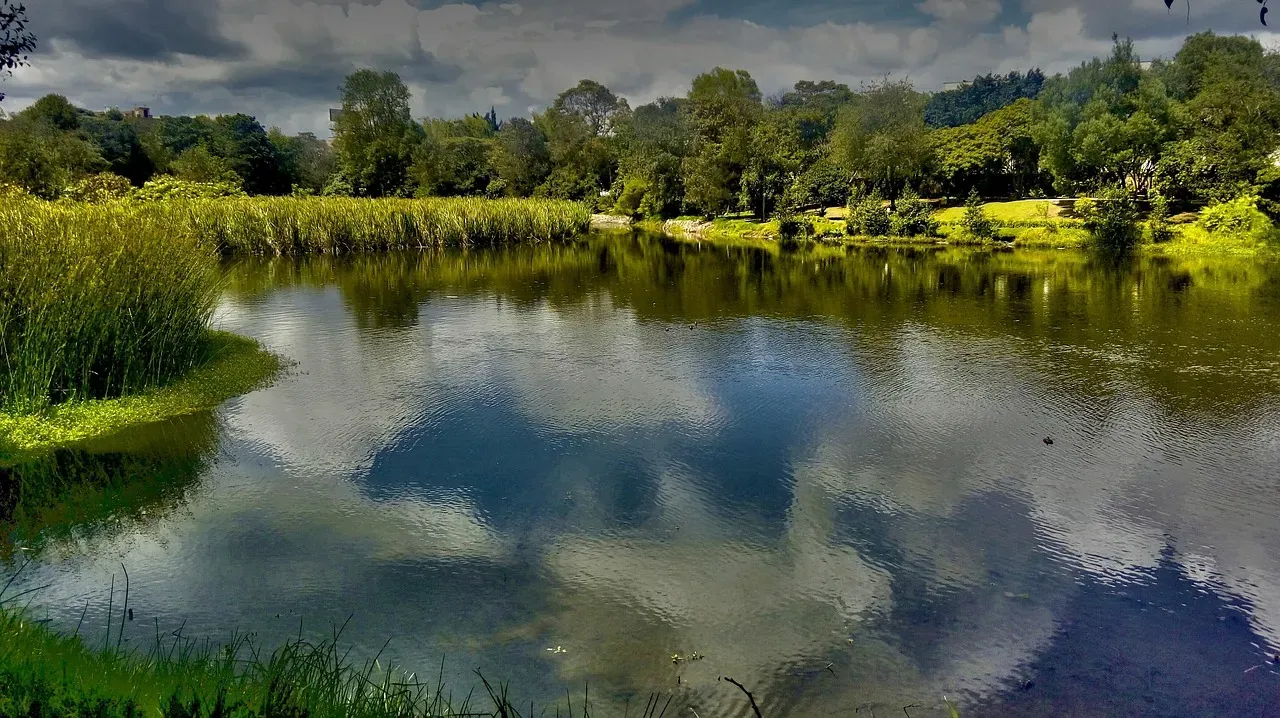 4. Urban Wetlands and Blue Spaces Are Supporting Often-Overlooked Species (Image Credits: Pixabay)
