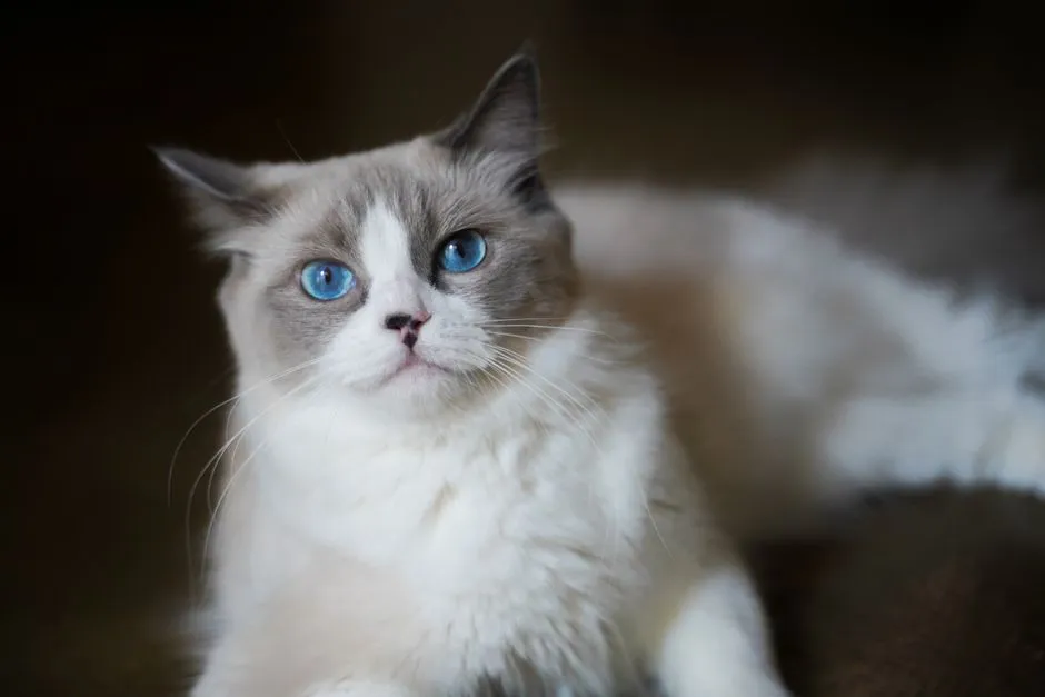 Ragdoll: The Laid-Back Lap Cat That Rarely Loses Its Cool (Image Credits: Pexels)
