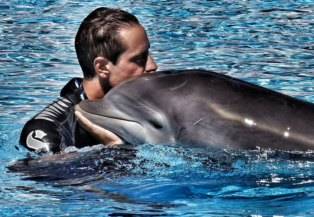 Water Signs: The Intuitive Dolphins (Image Credits: Flickr)