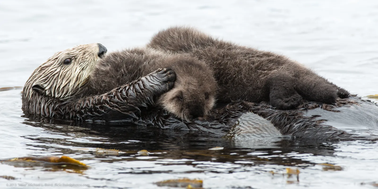 #5 They Teach And Guide Their Young, Not Just Drop Them And Go (Mother sea otter with rare twin baby pups
Uploaded by PDTillman, CC BY 2.0)