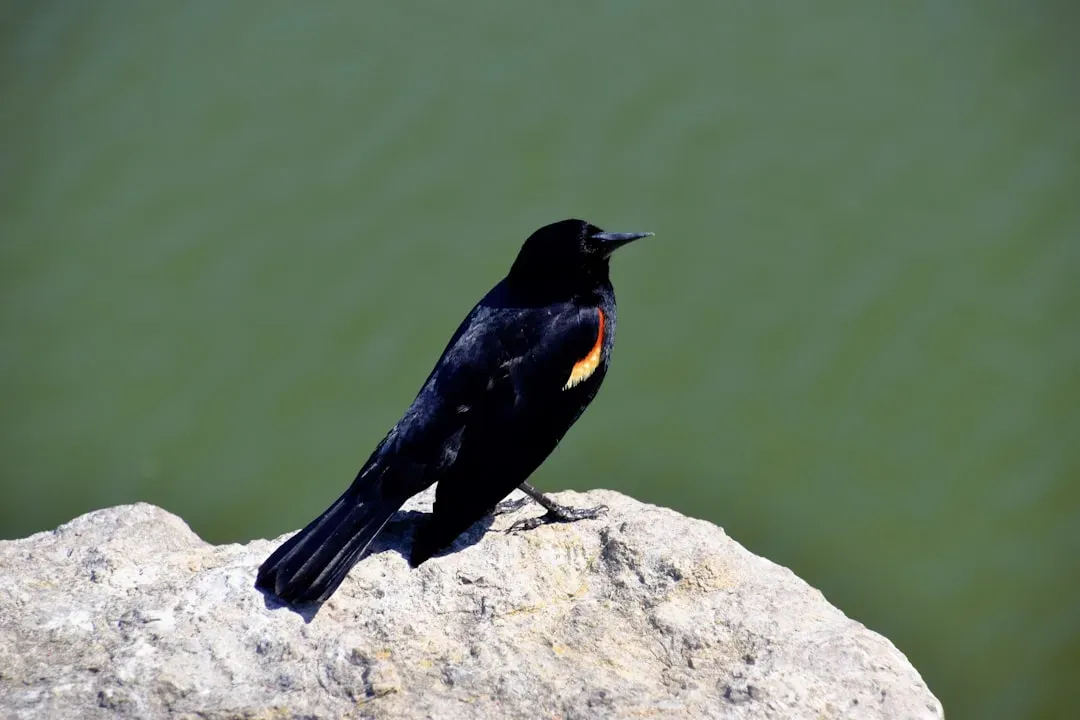 Tricolored Blackbird (Image Credits: Unsplash)