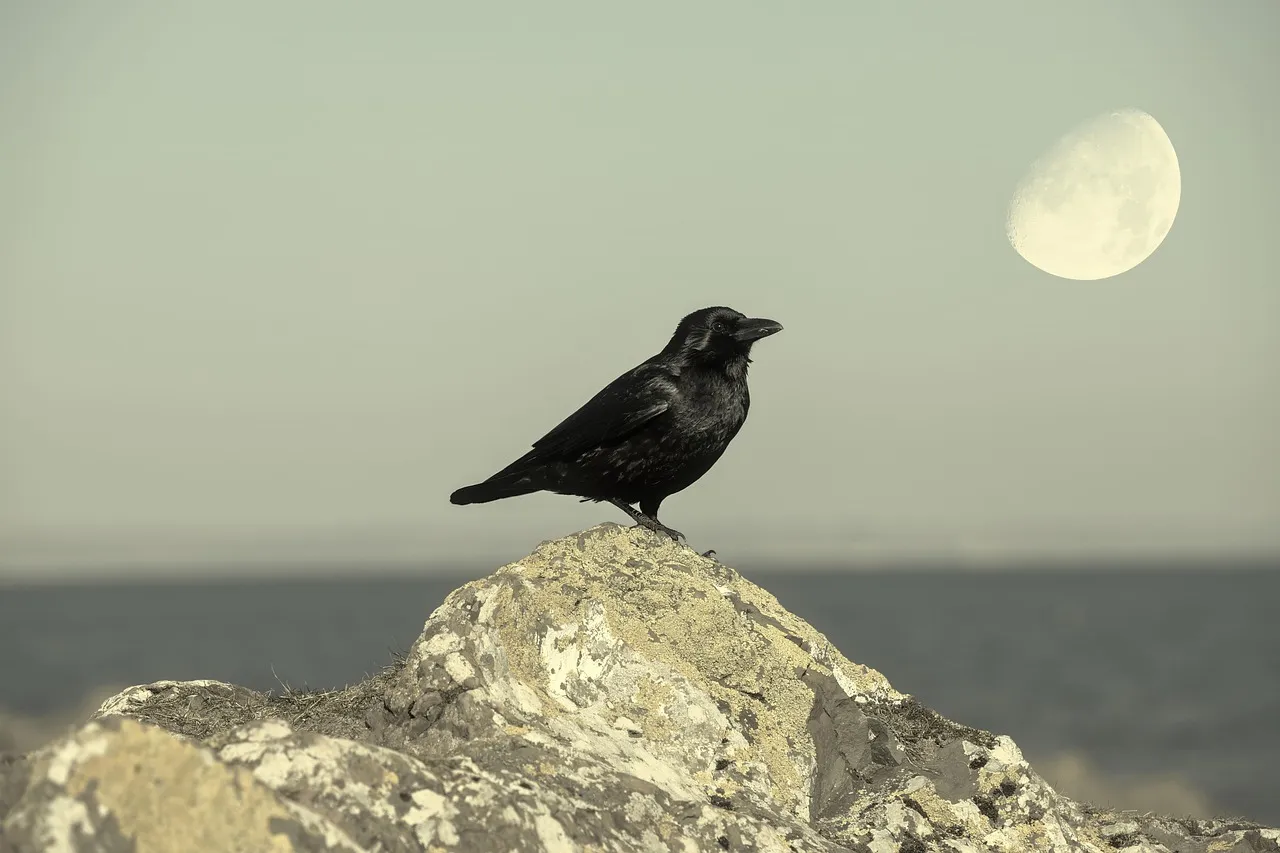 Science Catches Up: Raven Intelligence and Memory (Image Credits: Pixabay)