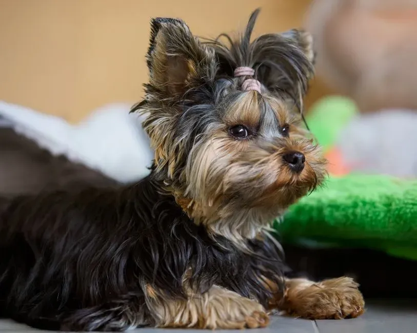 Yorkshire Terrier (Image Credits: Pexels)