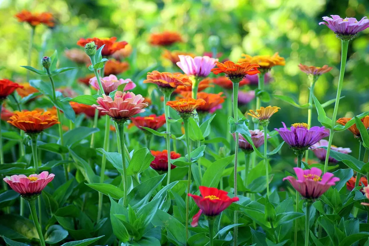 #8 - Zinnia (Image Credits: Pixabay)