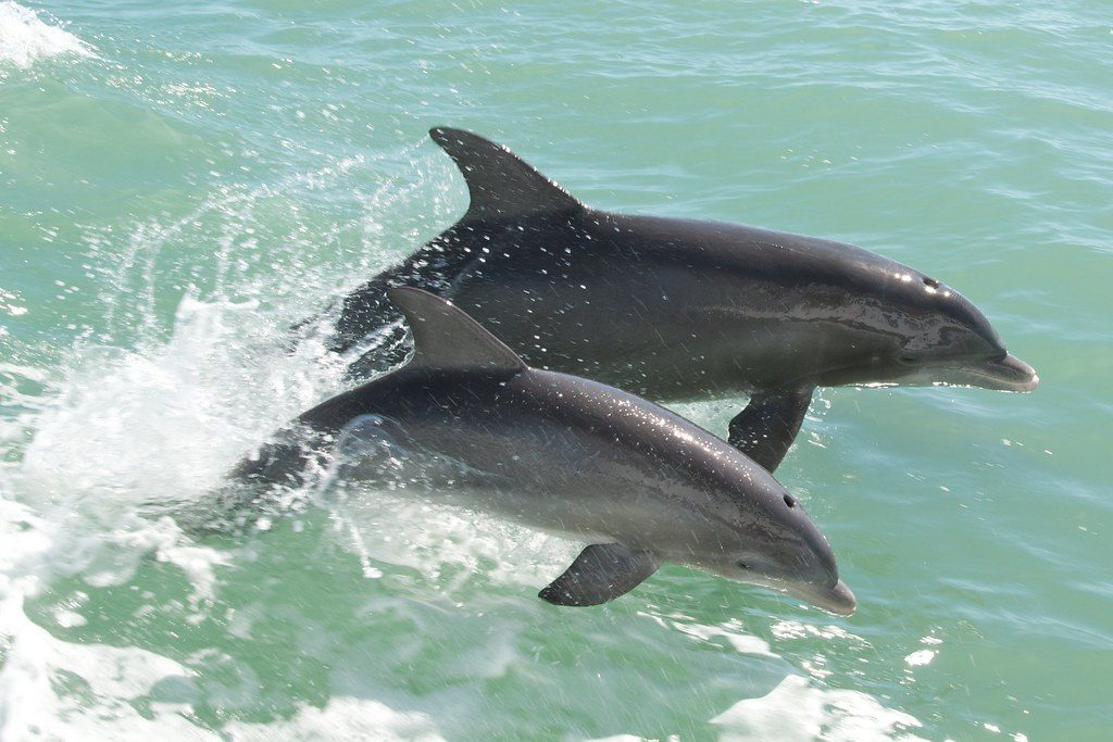 Sanibel Island, Florida – Playful Dolphins in Paradise (Image Credits: Flickr)