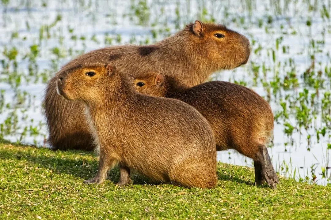 Capybara: The Undisputed Social Champion (Image Credits: Unsplash)