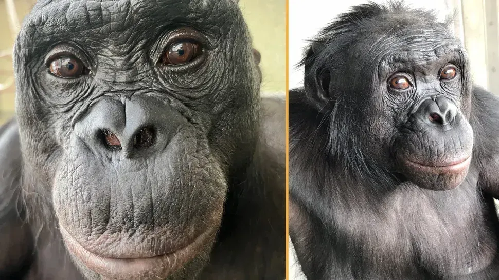 The Bonobo Who Changed Everything We Thought We Knew (Image Credits: Ape Initiative)