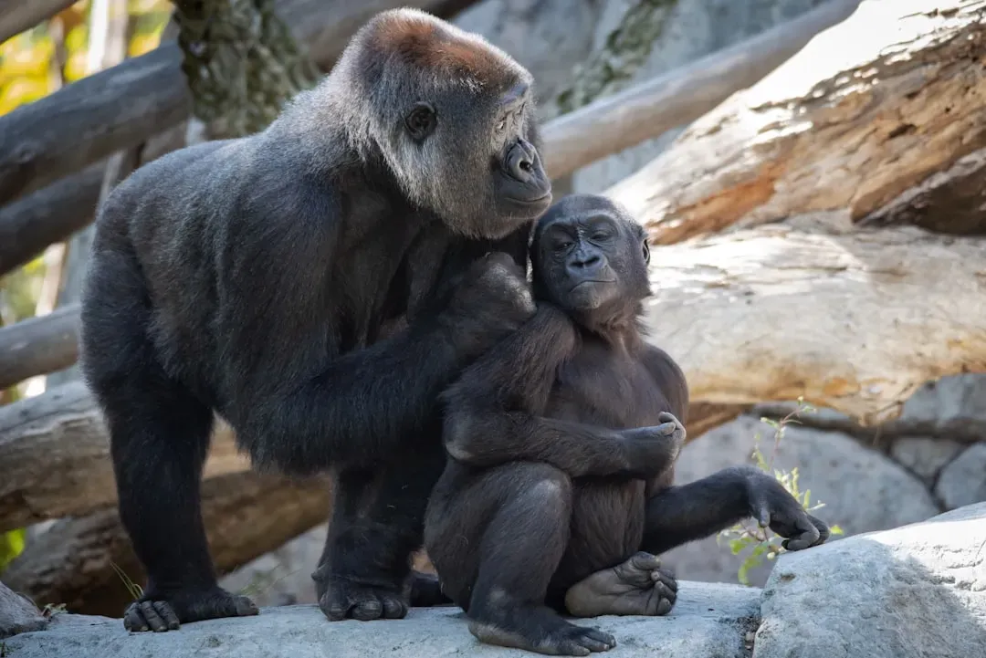 4. Primates Who Share Food and Soothe Each Other After Fights (Image Credits: Unsplash)