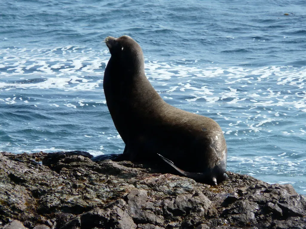 6. California Sea Lion (mypubliclands, Flickr, CC BY 2.0)