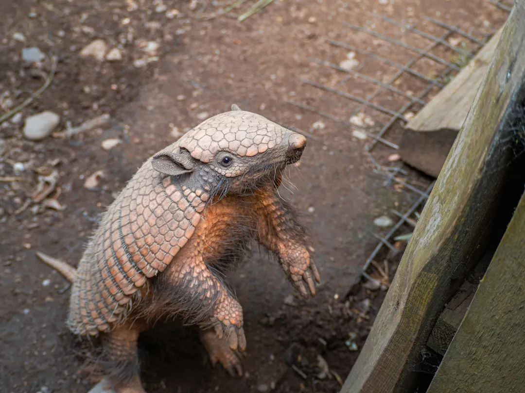 Conclusion: The March of the Little Armored Mammal (Image Credits: Unsplash)