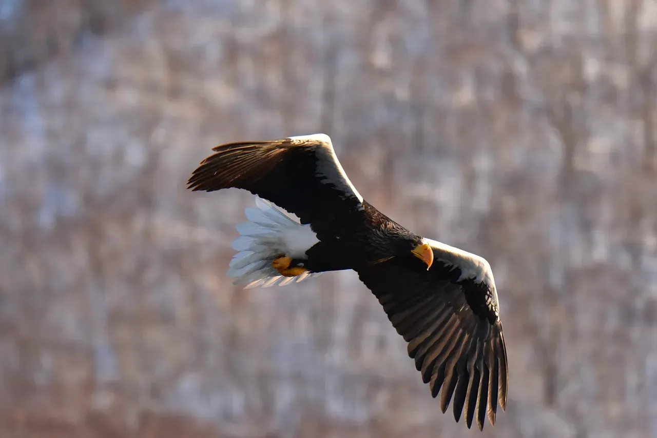 The Steller's Sea Eagle: The Heavyweight Champion (Image Credits: Pixabay)