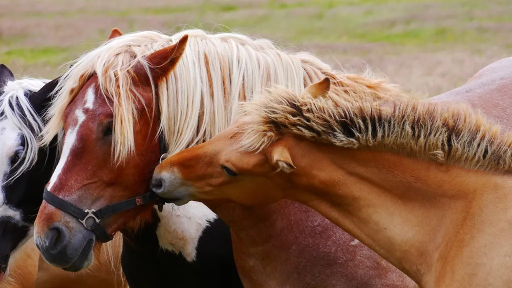 #6 - Mustangs (Tamed Wild Horses): One Rider, Lifelong Trust (Image Credits: Rawpixel)