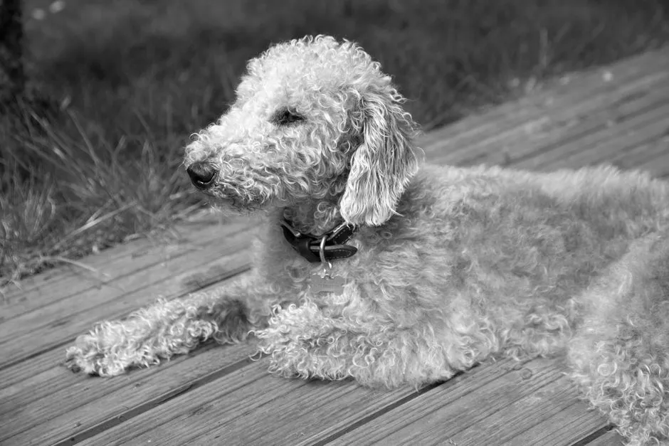 #5. Bedlington Terrier (Image Credits: Pexels)