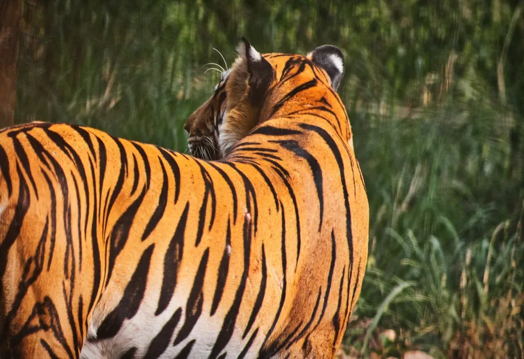 1. Every Tiger Wears a One-of-a-Kind Coat (Image Credits: Unsplash)