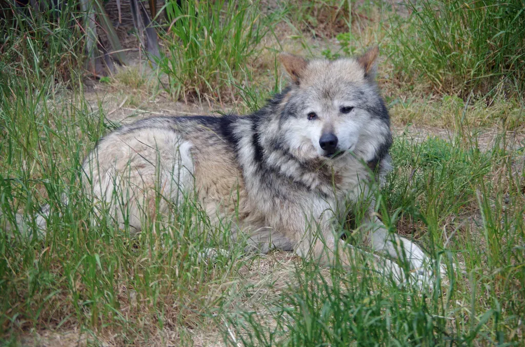 Aquarius (January 20 &ndash; February 18): The Mexican Gray Wolf (Michael Fraley, Flickr, CC BY 2.0)
