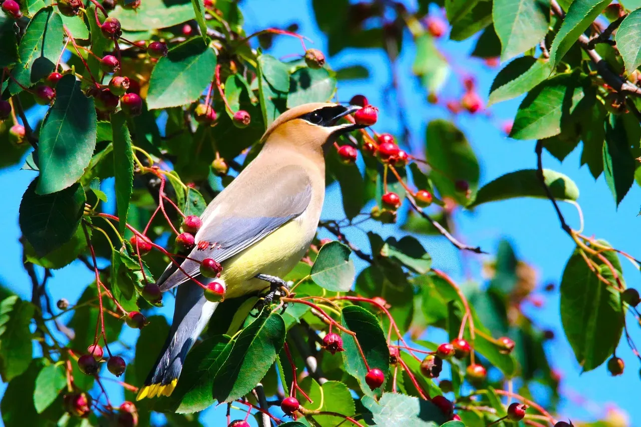 #8: They Are Among the Latest Nesters of Any North American Songbird (Image Credits: Pixabay)