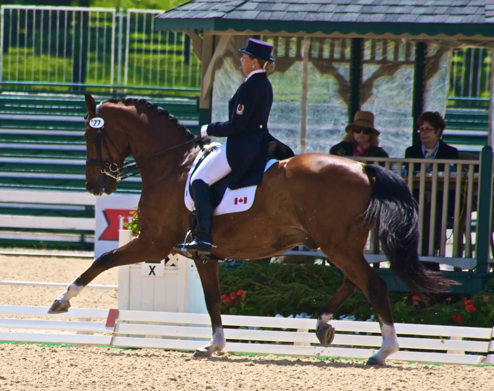 #5 – Hanoverian: The Sport Horse That Won't Wait for You to Catch Up (originally posted to Flickr as Pikardi & Bonny Bonnello - 2010 Kentucky Cup, CC BY 2.0)