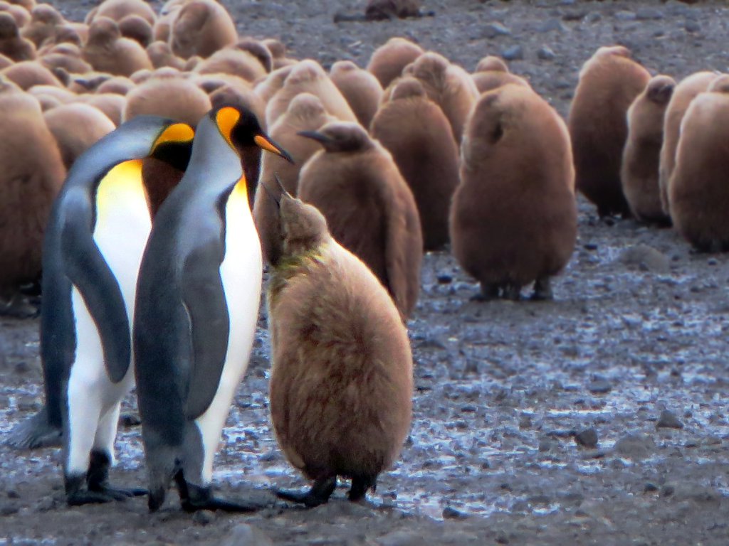 Penguins: Dedicated Co-Parents of the Antarctic (Image Credits: Flickr)