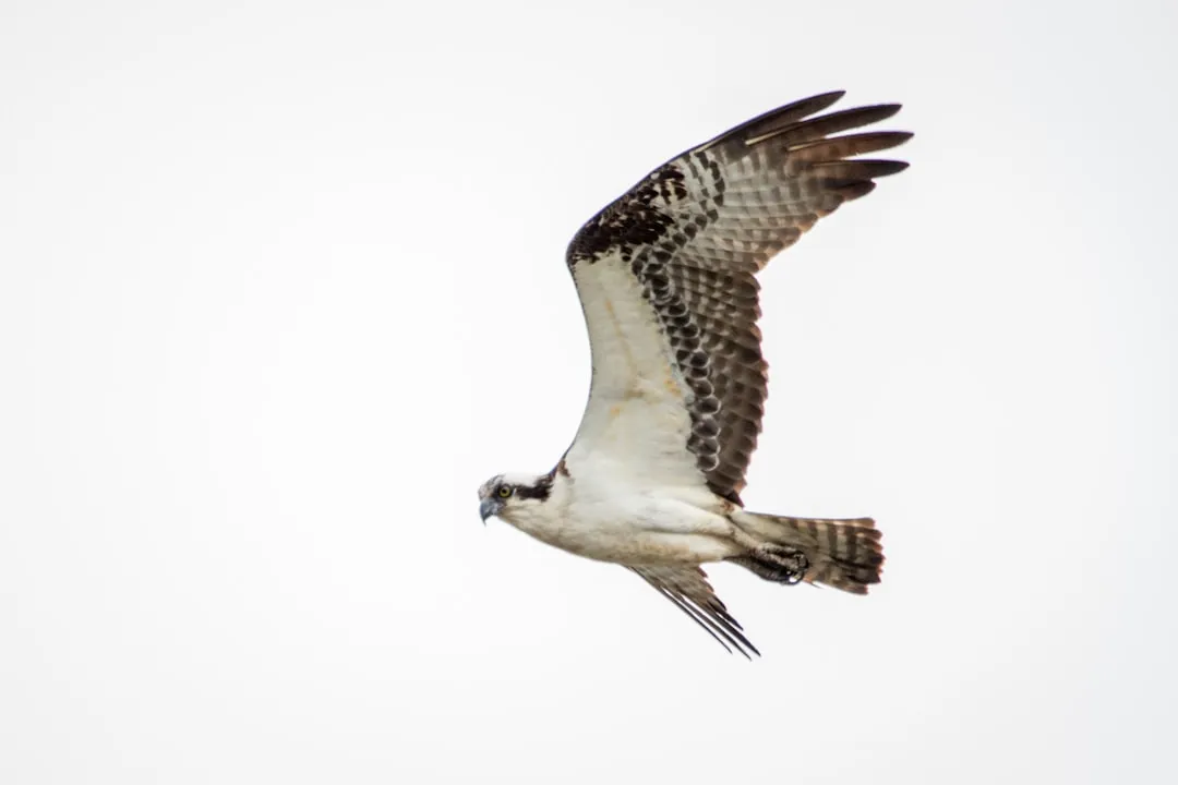 1. Masterful Aerial Surveillance (Image Credits: Unsplash)
