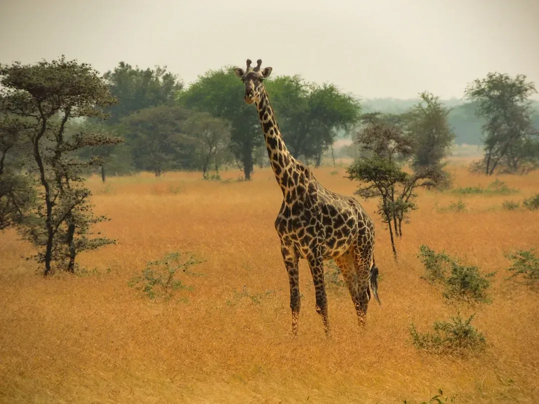 Why Megafauna Matter So Much (Image Credits: Unsplash)