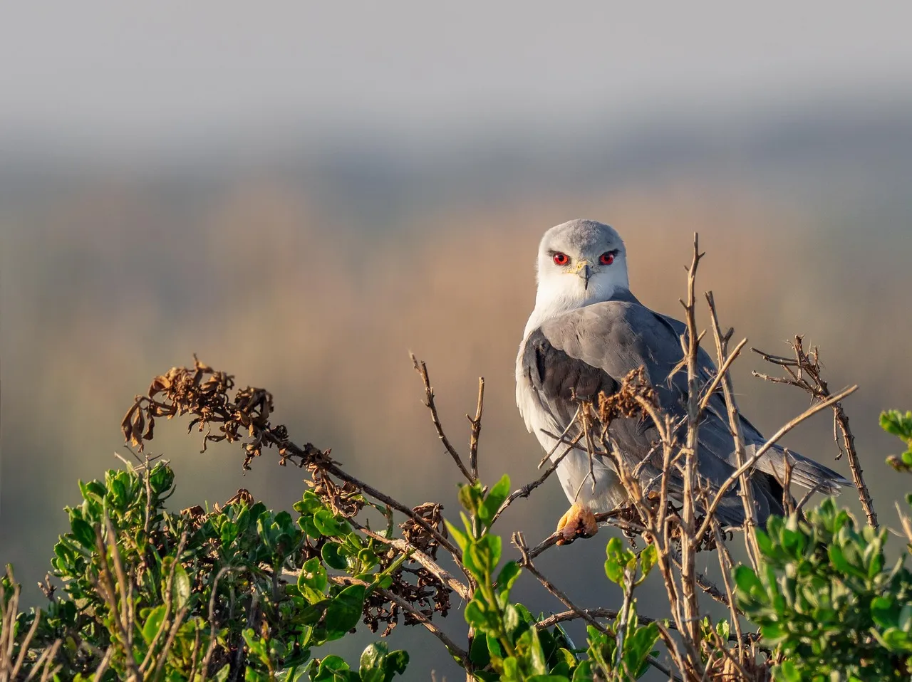 #7 Libra – The Black-Winged Kite (Image Credits: Pixabay)