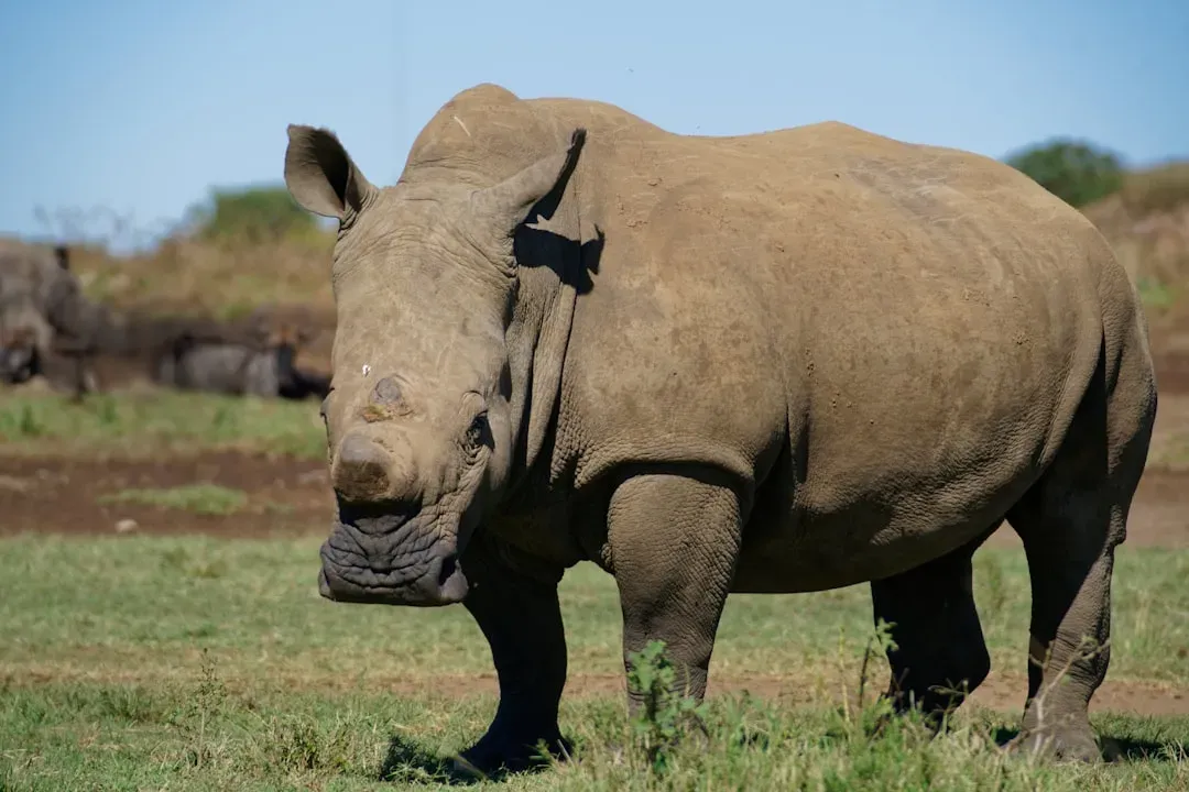 3. Javan Rhinoceros (Image Credits: Unsplash)