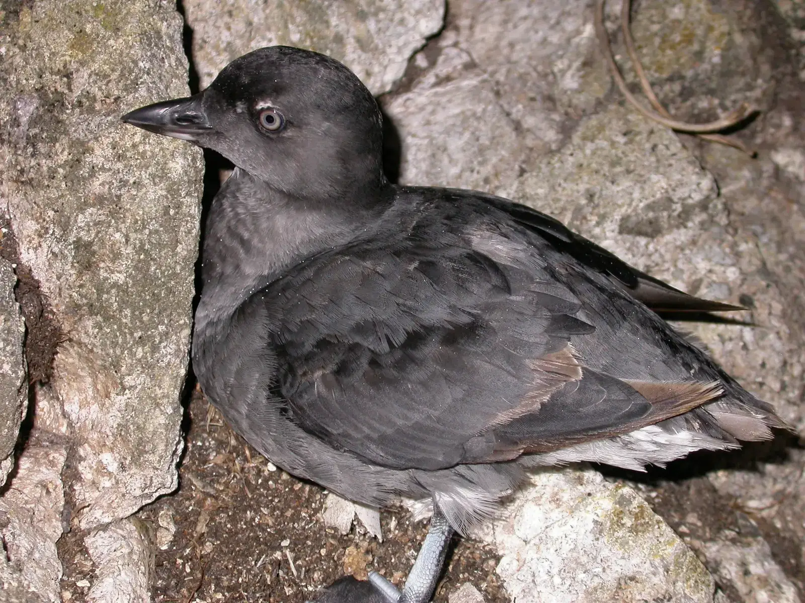 Cassin's Auklet: The Blue-Legged Burrower (Image Credits: Wikimedia)