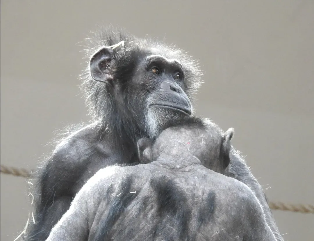 Conclusion: Lessons from Nature's Elders (Image Credits: Unsplash)