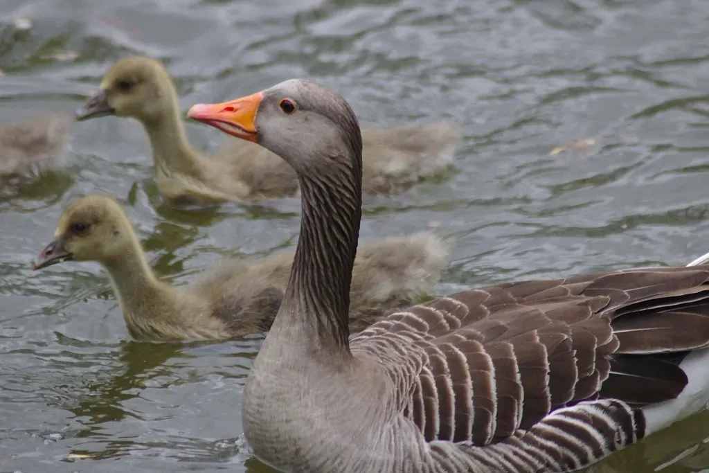 #12 – Greylag Goslings That Shadowed Konrad Lorenz Alone (Image Credits: Rawpixel)
