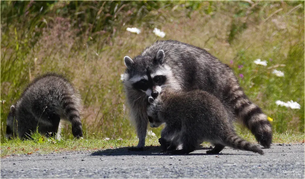 Cancer: The Protective Raccoon (Image Credits: Flickr)